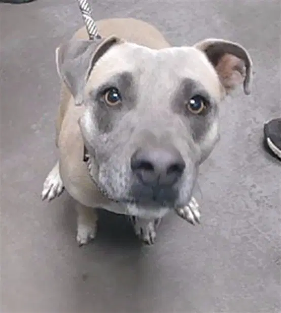 Rhino - American Pit Bull Terrier