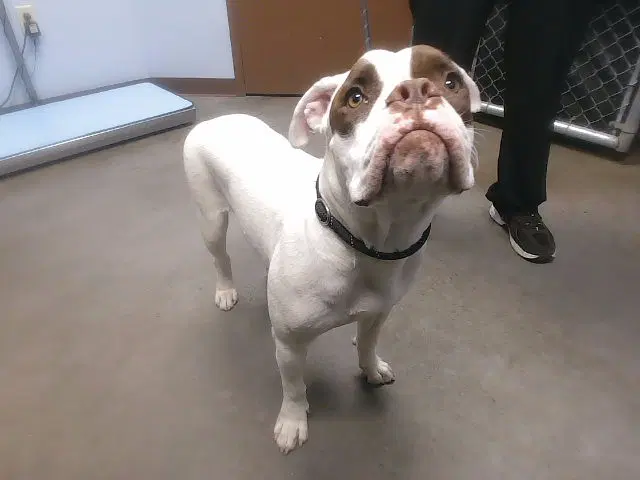 Sage - Boxer