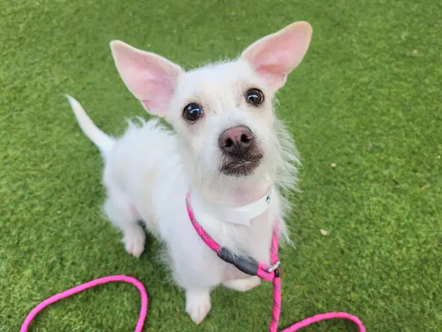 Marshmallow - Cairn Terrier