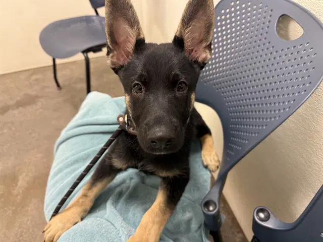 Dracula - German Shepherd Dog