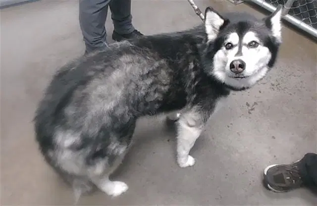 Koda - Husky