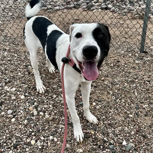 Junior - American Pit Bull Terrier