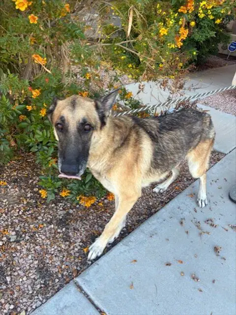 Benny - German Shepherd Dog