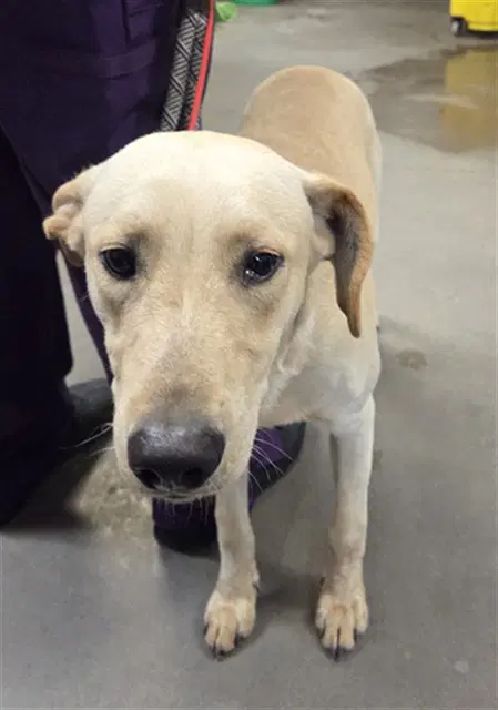 Sunny - Labrador Retriever