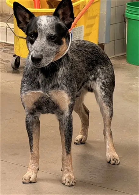 Burberry - Australian Cattle Dog/Blue Heeler