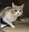 adoptable Cat in , NC named DEMA