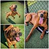 adoptable Dog in clyde, NC named BRONZE