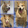 adoptable Dog in  named EASY
