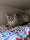 adoptable Cat in clyde, NC named COMET
