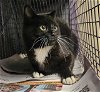 adoptable Cat in clyde, NC named FOZZIE