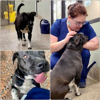 adoptable Dog in Clyde, NC named MEEKO