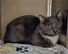 adoptable Cat in clyde, NC named ACDC