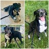 adoptable Dog in clyde, NC named BILLY THE KID