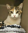 adoptable Cat in Clyde, NC named CLEMENTINE