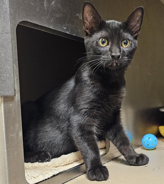 adoptable Cat in Clyde, NC named NEWMAN