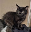 adoptable Cat in Clyde, NC named QUINTESSA