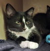 adoptable Cat in clyde, NC named QUINELLA