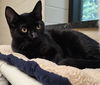 adoptable Cat in clyde, NC named ELAINE