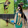 adoptable Dog in , NC named LARIAT