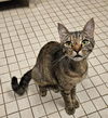 adoptable Cat in , NC named ADOBO