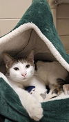 adoptable Cat in , NC named BISHOP