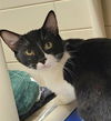 adoptable Cat in , NC named CEDRIC