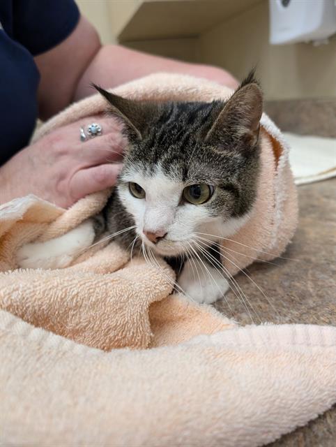 adoptable Cat in Clyde, NC named CHEDDAR