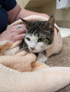 adoptable Cat in , NC named CHEDDAR