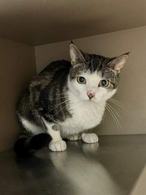 adoptable Cat in Clyde, NC named CHEDDAR