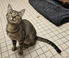 adoptable Cat in , NC named ANCHO