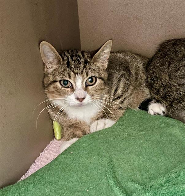 adoptable Cat in Clyde, NC named POPPER