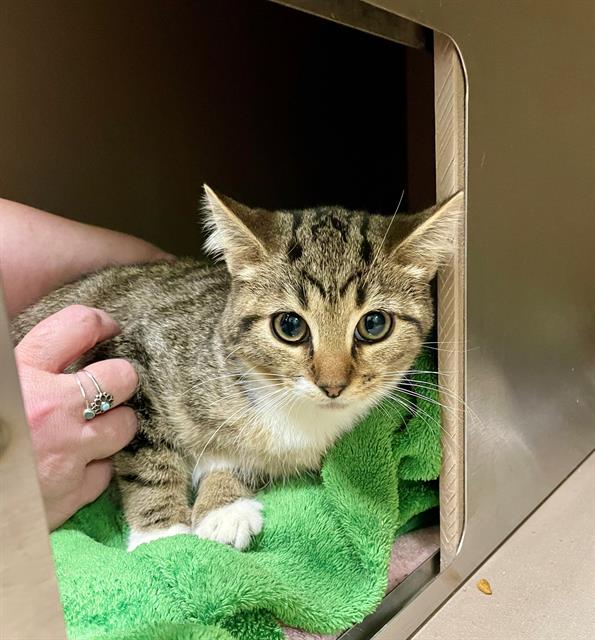 adoptable Cat in Clyde, NC named PIPER