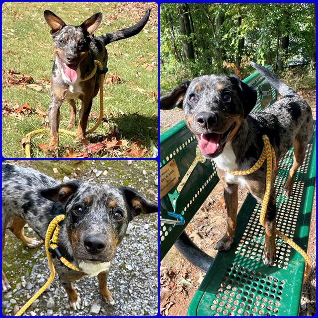 adoptable Dog in Clyde, NC named AMBROSE