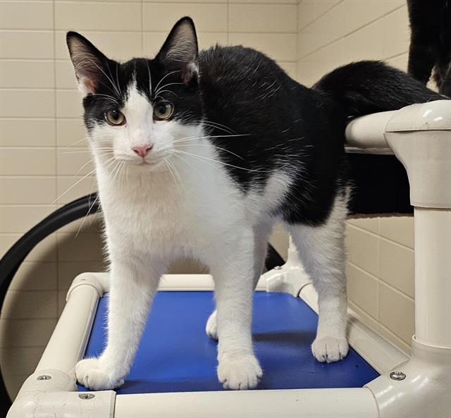 adoptable Cat in Clyde, NC named ASHER