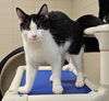 adoptable Cat in , NC named ASHER