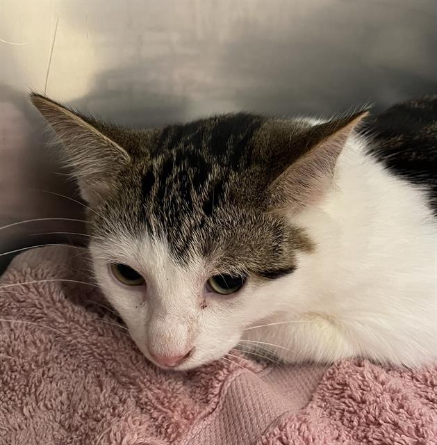 adoptable Cat in Clyde, NC named CARMELO