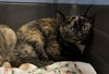 adoptable Cat in , NC named LILAC