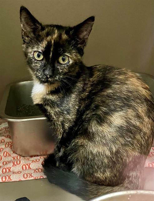 adoptable Cat in Clyde, NC named LILAC