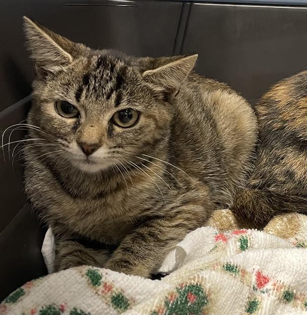 adoptable Cat in Clyde, NC named CERSEI