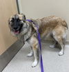 adoptable Dog in , NC named KASEY