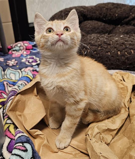 adoptable Cat in Clyde, NC named HONEY