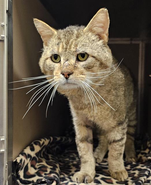 adoptable Cat in Clyde, NC named LYNX