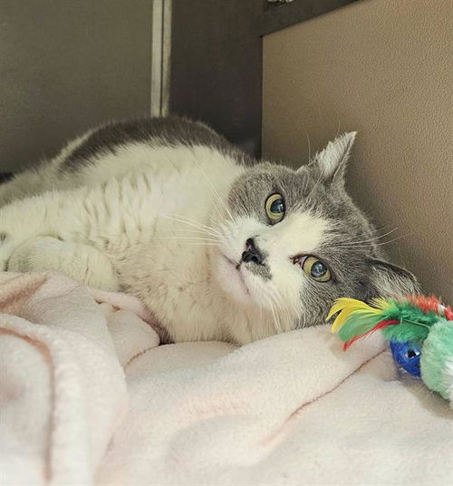 picture of the cat needing adoption