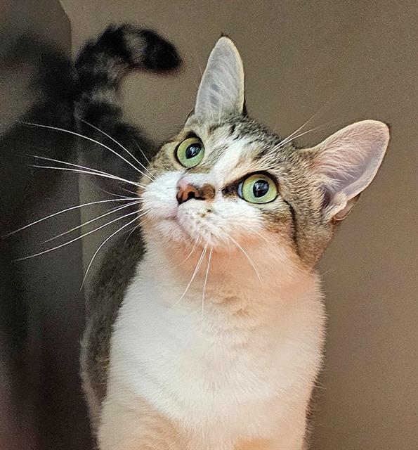 adoptable Cat in Clyde, NC named POLLY