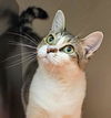 adoptable Cat in clyde, NC named POLLY