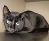 adoptable Cat in clyde, NC named TANNER