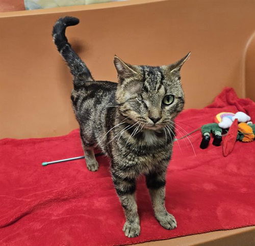 picture of the cat needing adoption