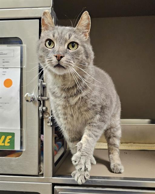 adoptable Cat in Clyde, NC named LITTLE T
