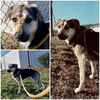 adoptable Dog in  named DIAMOND