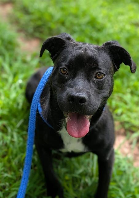 adoptable Dog in Clyde, NC named QUAKER JANE